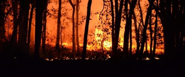 wild fire emergency statistics